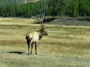Elk -- The illusion