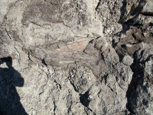 Can you spot the dinosaur fossil?